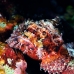 scorpionfish_papuan_shag_h_0705_png0901.jpg